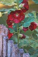 blühende Stockrosen im Bauerngarten