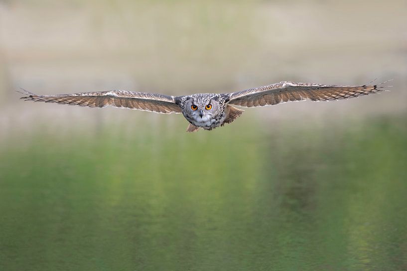 Aigle hibou volant de face par Larissa Rand