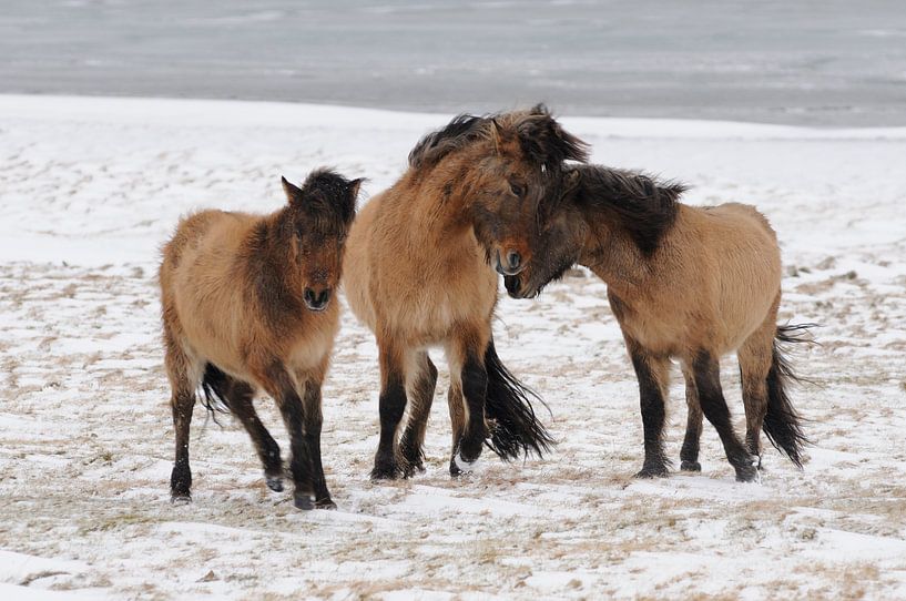 Paardenknuffel.  von Muriel Polet
