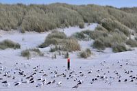 Les mouettes se reposent sur la plage