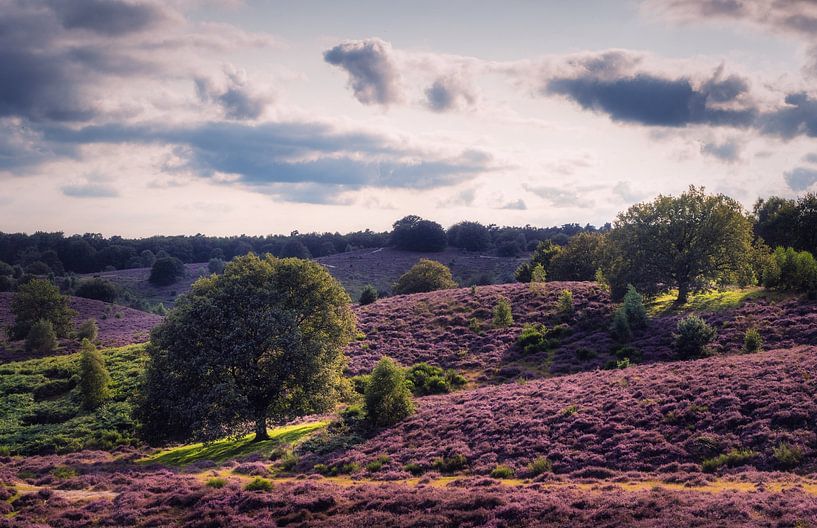 Lila Sommertag von Loris Photography