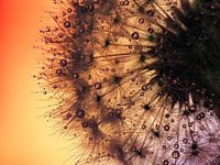 Tropfen im Löwenzahn