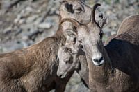 Dad protecting goat family