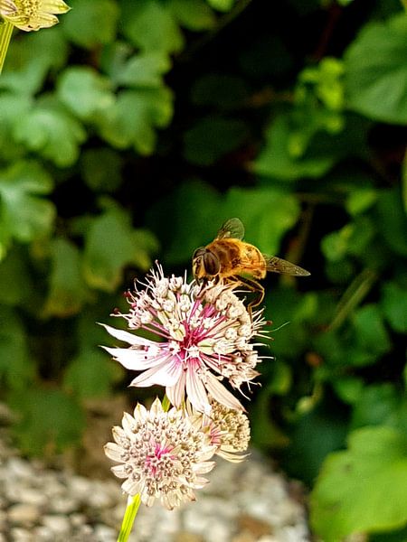 Bij von Joelle van Buren