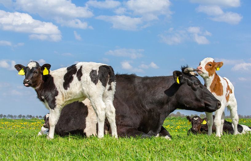 Black and white mother cow and group of newborn calves together in meadow by Ben Schonewille
