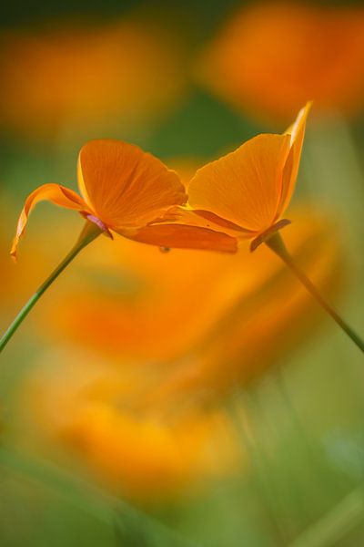 amour et câlins par Pieter van Roijen