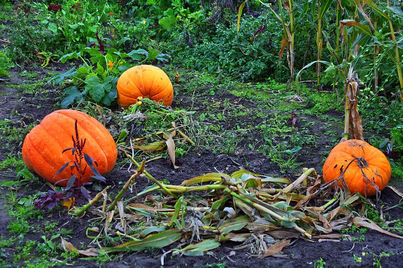 Feldfrucht von Edgar Schermaul