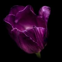 lila Tulpe vor einem schwarzen Hintergrund