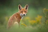 Fuchs-Welpenblütenfeld