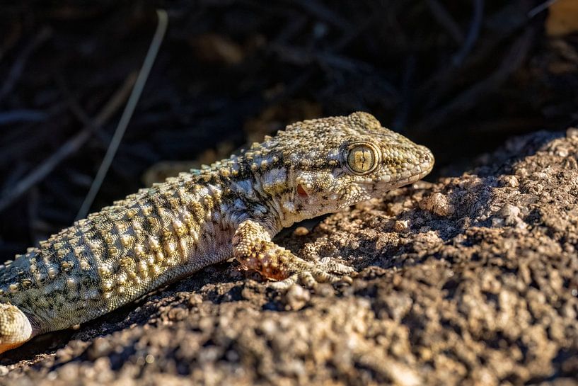 A wall gecko on a warm rock with moss. by Hans Hut