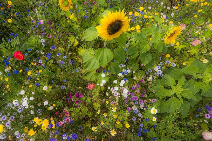 Feldgrenze von Mario de Lijser