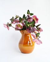 Helleborus Orientalis en vase