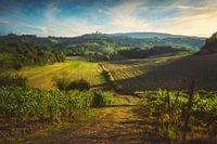 Vernaccia-Weinberge. San Gimignano, Toskana