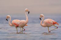 Elegant flamingos in perfect harmony