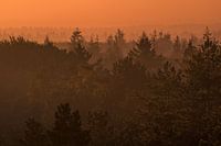 Thorn, Kaapse Bossen