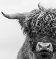 Portrait Scottish Highlander black and white