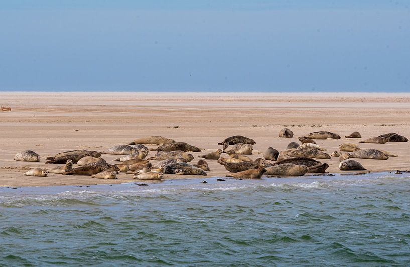 Les phoques de la mer des Wadden par Merijn Loch