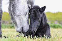 Isländisches Fohlen und Mutter