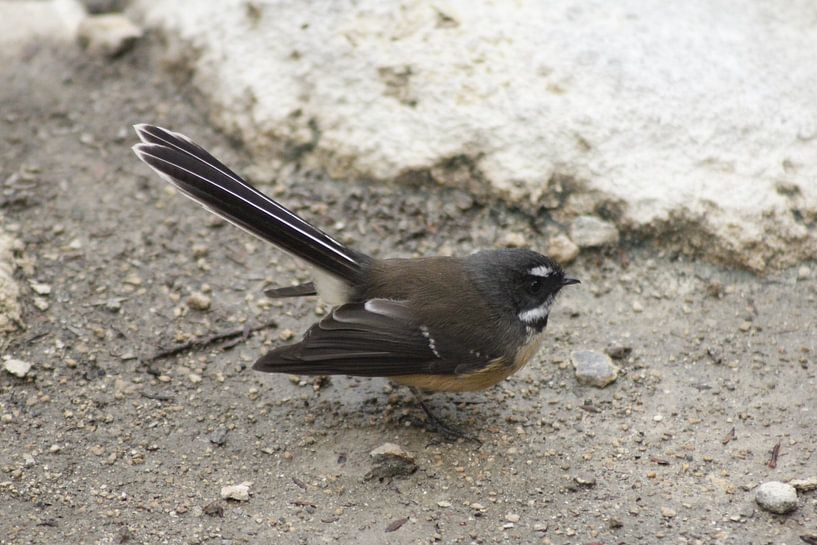 Fantail par Inge Teunissen