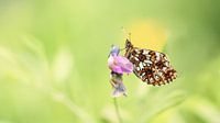 Butterfly on a pink flower