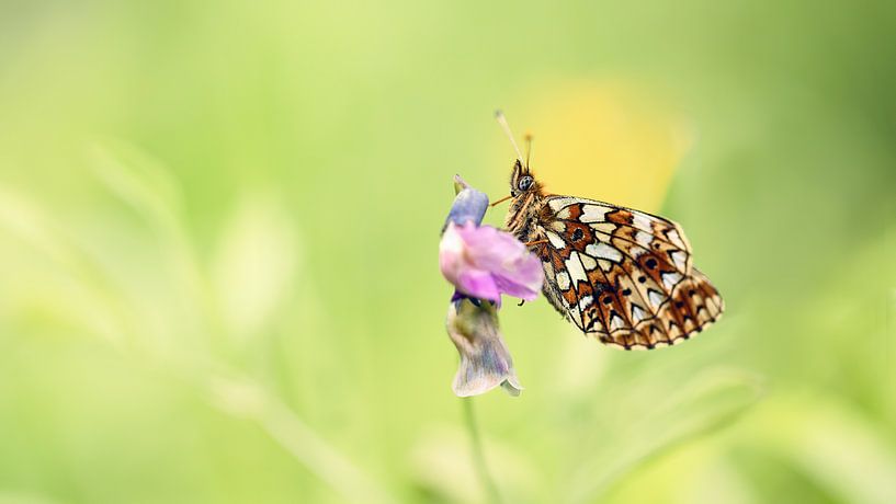 Schmetterling auf eine rosa Blume von Yvonne Kruders