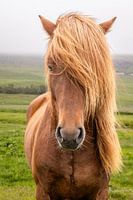 Gaze of an Icelander