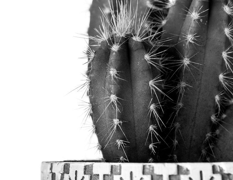 Cactus par Madelon Prijs