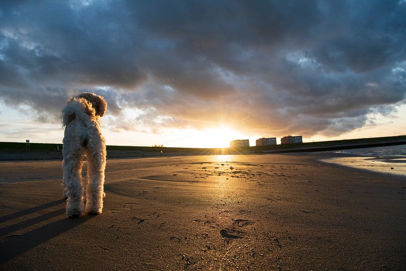 Plage du coucher de soleil à Wemeldinge par Liefs van Peet