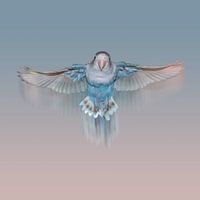 Flying pale blue lovebird
