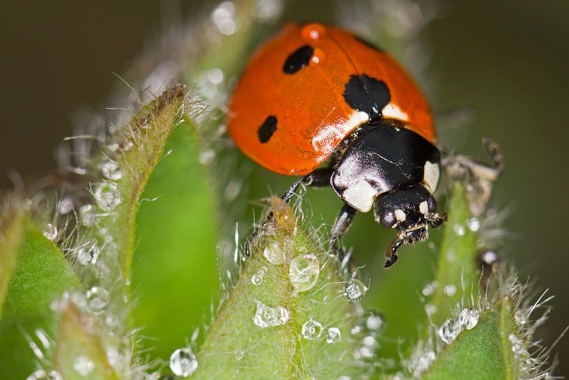 Coccinelle dans la rosée par Hans van den Beukel
