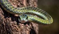 tree snake