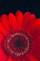 Rote Gerbera