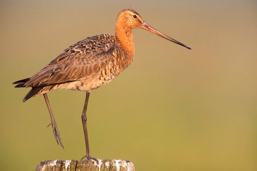Black-tailed godwit (limosa limosa) in a meadow in Friesland. by Marcel van Kammen