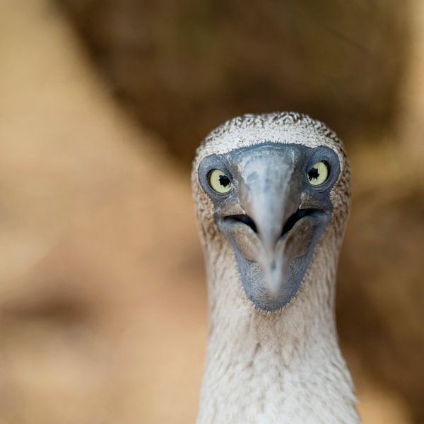LP 70485175 A blue footed dumbbell by BeeldigBeeld Food & Lifestyle
