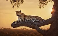 Leopard in a tree
