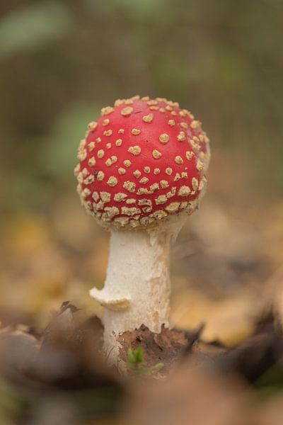 Start der Fliegenpilze von Moetwil en van Dijk - Fotografie