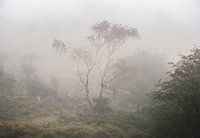 Dunes d'approvisionnement en eau d'Amsterdam