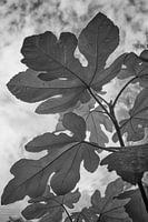 Wie het blad past...