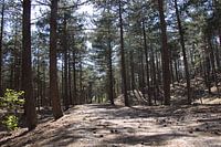 Forest Schoorl color