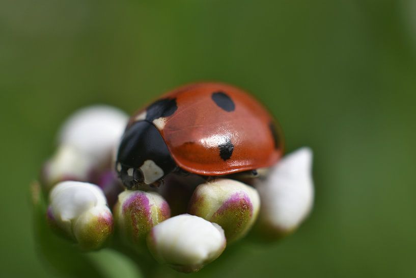 Ladybird on a flower by Joard van den Ende