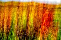 Dünengras impressionistisch