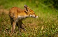 Jeune renard curieux