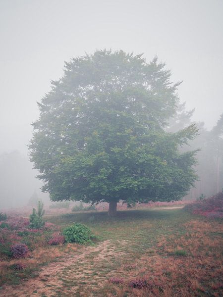perfekter Baum von snippefotografie