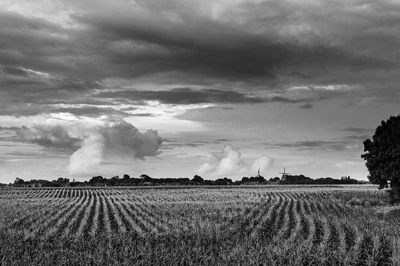 Linien im Maisfeld par Rolf Pötsch