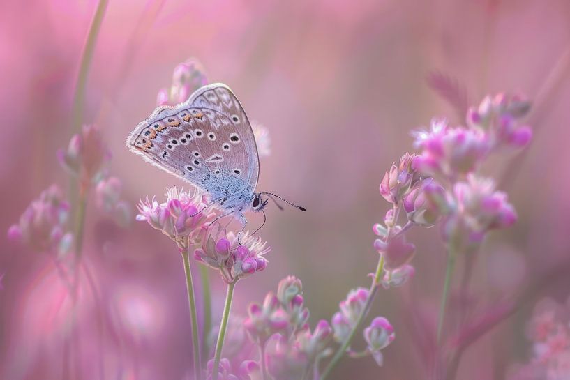 Blue Butterfly on Pink Flowers - Romantic Photo Art by Joriali photography and paintings