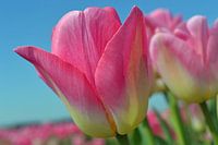 Roze tulpen in de Bollenstreek/Nederland
