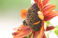 Sonnenblume mit Hummel