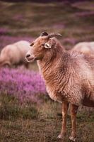 Sheep on the flowering heathlands during sunset - 1