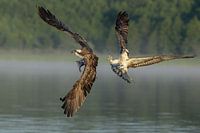 Fischadler im Licht der ersten Sonnenstrahlen