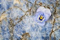 Fleur de violette sur pierre précieuse lapis-lazuli
